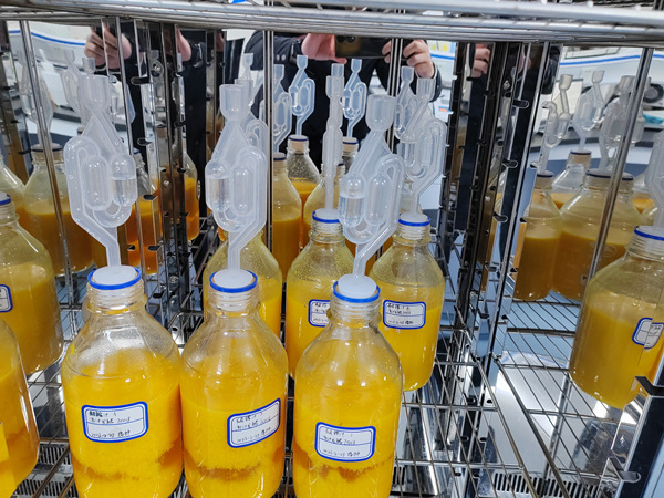 重慶夔鳳酒業(yè)有限公司所研發(fā)生產(chǎn)的臍橙果酒。受訪者供圖