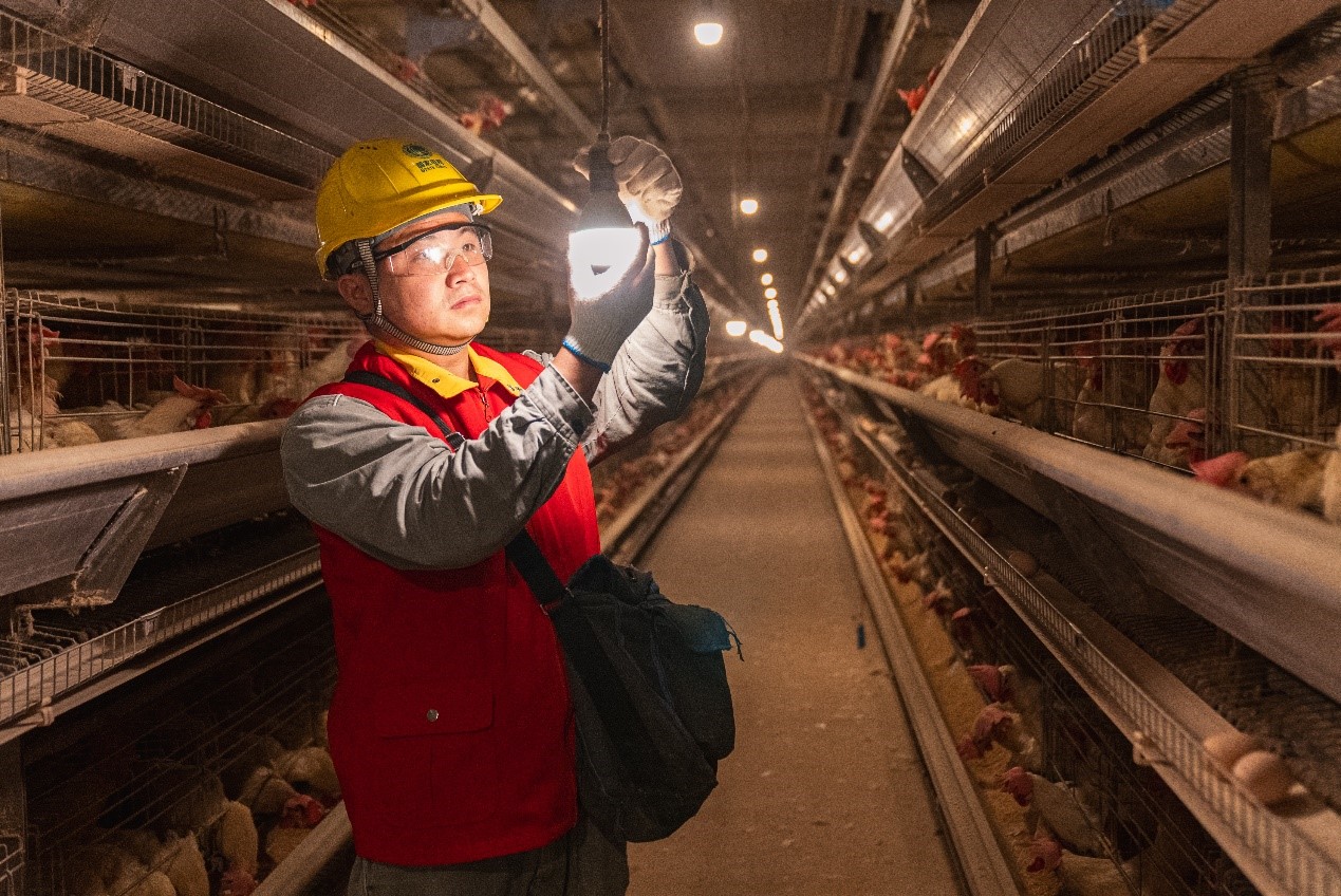 電力工人對(duì)雞舍照明進(jìn)行安全檢查。國網(wǎng)重慶永川供電公司供圖