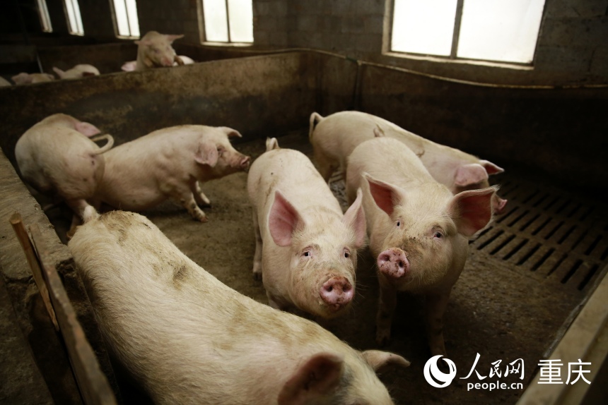 位于城口縣蓼子鄉(xiāng)“守令生態(tài)生豬養(yǎng)殖基地”內(nèi)即將出欄的生豬。人民網(wǎng)記者 劉政寧攝