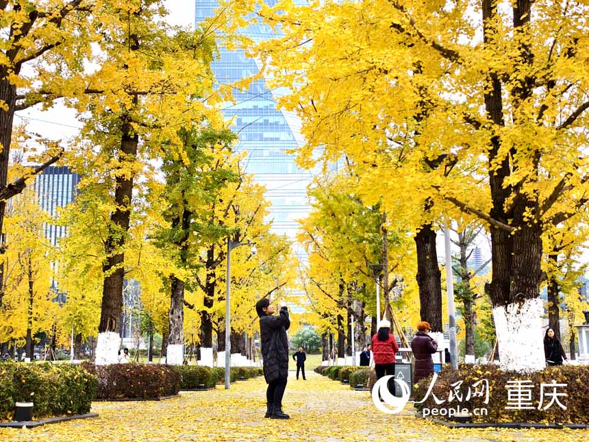 重慶兩江幸福廣場，市民在銀杏樹下游玩拍照。人民網(wǎng) 陳琦攝