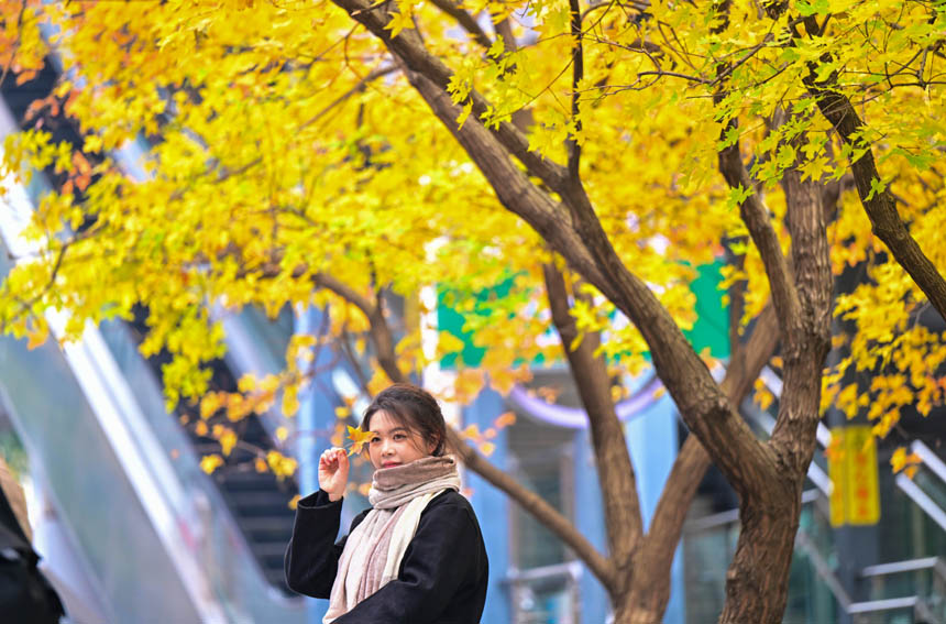 市民在南岸區(qū)學府大道銀杏樹下拍照留影。郭旭攝