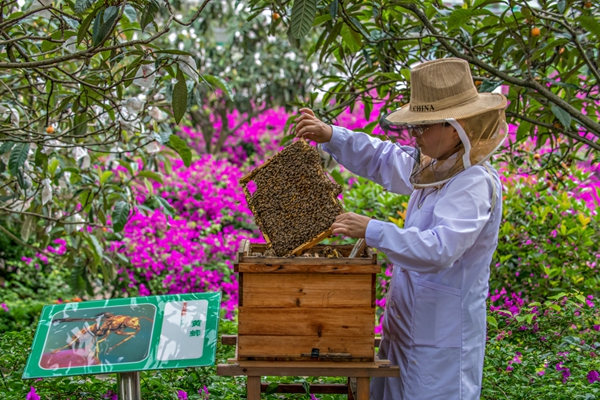 在“萬企進(jìn)萬村”行動中，巴南區(qū)云篆山村民通過中蜂養(yǎng)殖增收。受訪者供圖