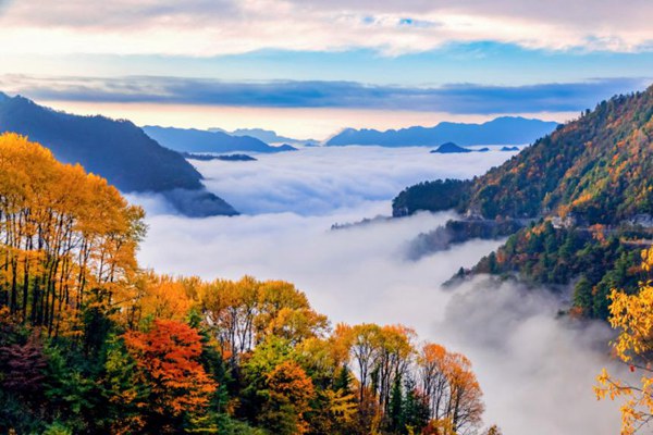 重慶城口縣豐富的林業(yè)資源。城口縣規(guī)劃和自然資源局供圖