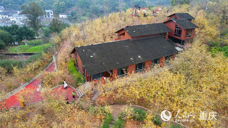重慶市北碚區(qū)靜觀鎮(zhèn)蠟梅園，漫山的蠟梅花競(jìng)相綻放。人民網(wǎng)劉祎攝