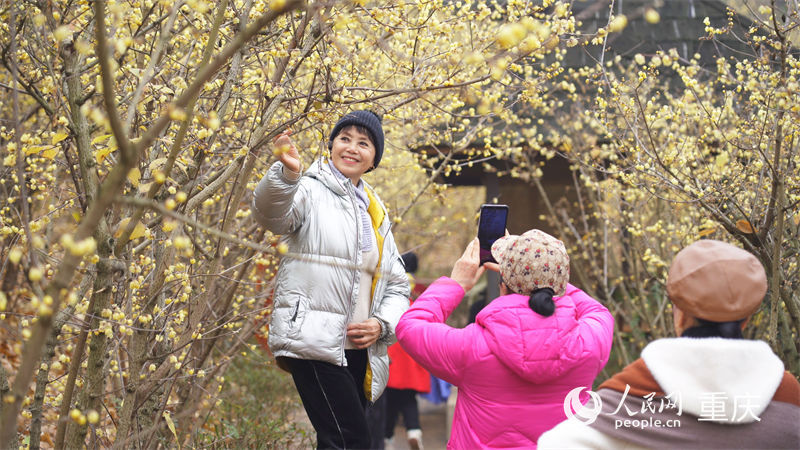 游客在北碚區(qū)靜觀鎮(zhèn)的蠟梅園游玩。人民網(wǎng) 劉祎攝
