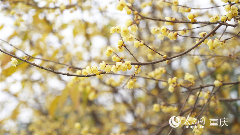 靜觀鎮(zhèn)“素心蠟梅”以花大、色艷、香濃而著稱。人民網(wǎng) 劉祎攝
