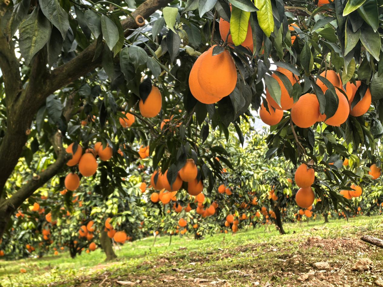 柳池村臍橙迎來(lái)豐收。李征攝