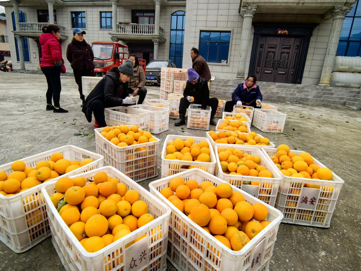 村民正在等待采購(gòu)車輛上門運(yùn)輸臍橙。李征攝