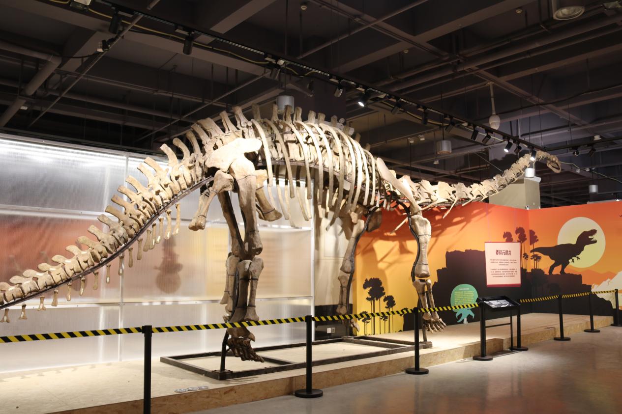 現(xiàn)場(chǎng)展出的恐龍化石。重慶園博園供圖