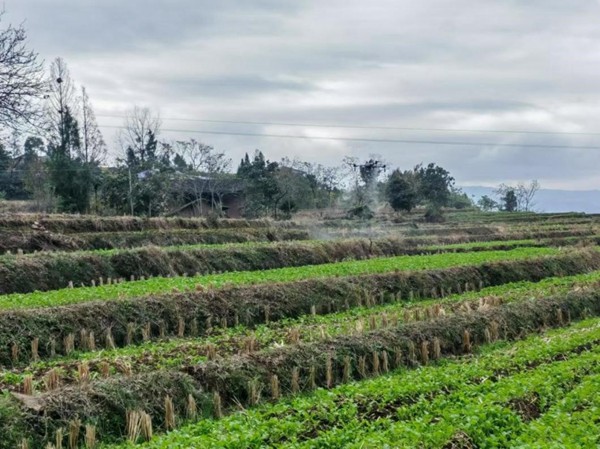 無人機(jī)飛防。重慶智慧農(nóng)服集團(tuán)供圖