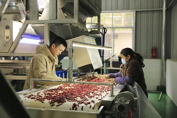 孫和發(fā)（左一）指導(dǎo)村民操作機(jī)器，對(duì)采摘的鮮辣椒進(jìn)行烘干、剪把、除濕、風(fēng)選等一系列初加工。謝紹春攝