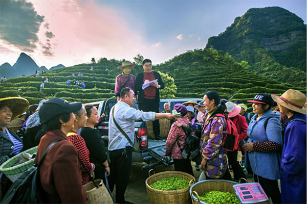 秀山縣某農(nóng)業(yè)開(kāi)發(fā)有限公司集中采購(gòu)村民茶葉。重慶銀行供圖