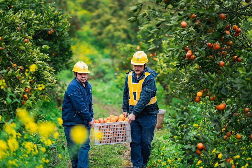 2月25日，在榮昌區(qū)清流鎮(zhèn)馬草村血橙種植基地，國(guó)網(wǎng)重慶永川供電公司工作人員和果農(nóng)在一起勞作，了解現(xiàn)階段用電需求，確保果園的噴灌、水肥一體化、凍庫(kù)運(yùn)行等用電設(shè)備能夠正常運(yùn)行。賴小龍攝