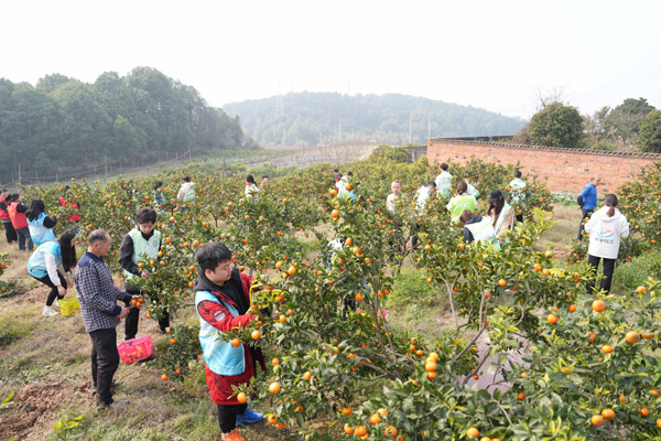 西南大學的志愿者在幫種植大戶采摘沃柑。西南大學供圖