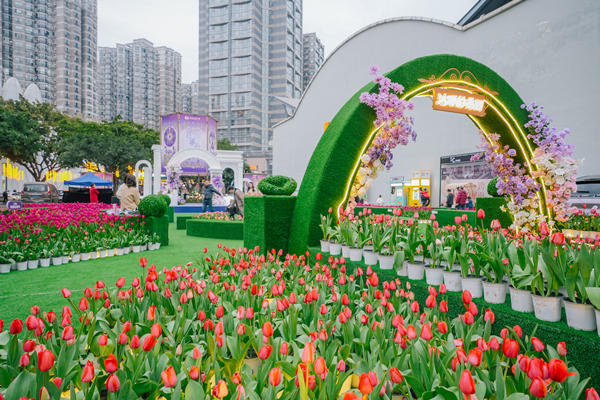 十萬株郁金香綻放世紀(jì)金源。世紀(jì)金源供圖