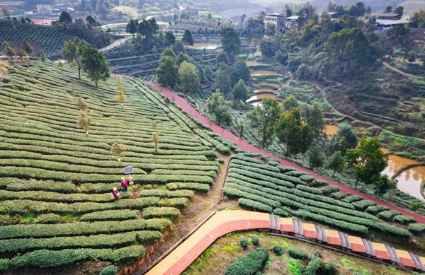 永榮茶廠航拍。國(guó)網(wǎng)重慶永川供電公司供圖