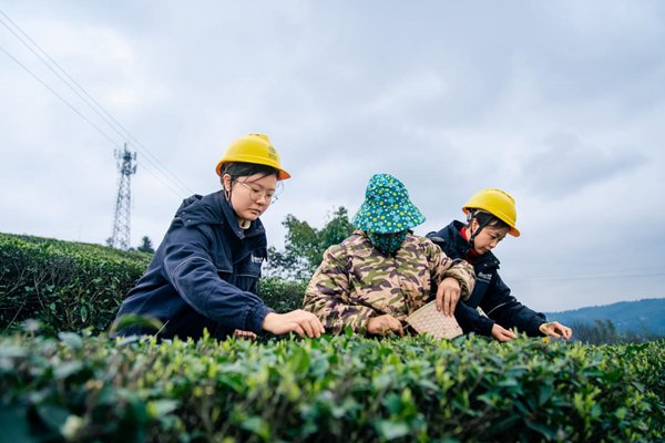 電力人員協(xié)助村民采摘明前茶。國(guó)網(wǎng)重慶永川供電公司供圖