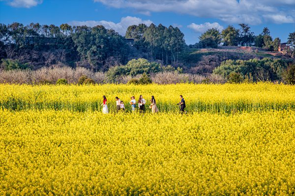 游客在油菜花田中暢游?；顒?dòng)方供圖