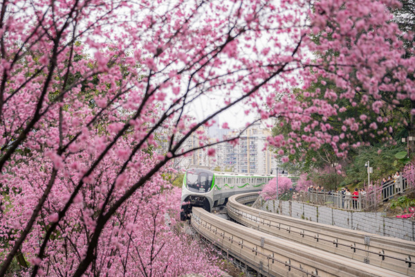 重慶軌道交通2號(hào)線列車(chē)穿行于花海之間。王歡攝