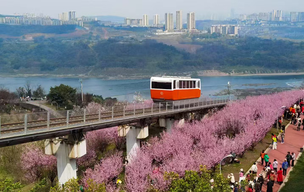 重慶禮嘉智慧公園陵江次元區(qū)域的千株“美人梅”盛放，時(shí)光纜車(chē)穿行其中，吸引游人駐足觀賞拍攝。劉薇攝