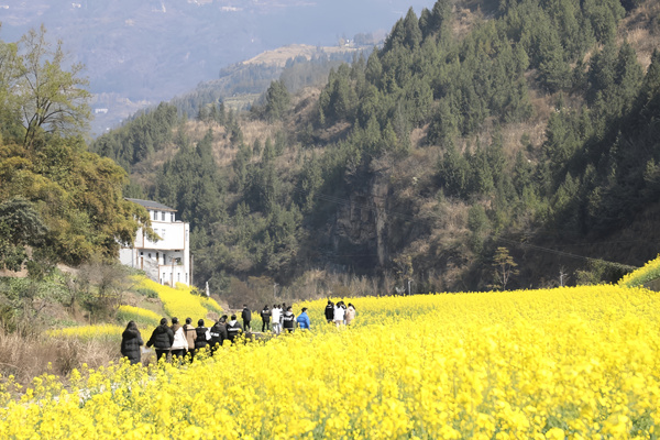 巫山縣龍溪鎮(zhèn)馬嶺村高建溝的50余畝油菜花盛開(kāi)，吸引眾多市民前往游玩打卡。余琦攝