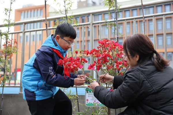 學(xué)生、家長給“認(rèn)養(yǎng)”的三角梅掛上“心愿卡”。秦廷富攝
