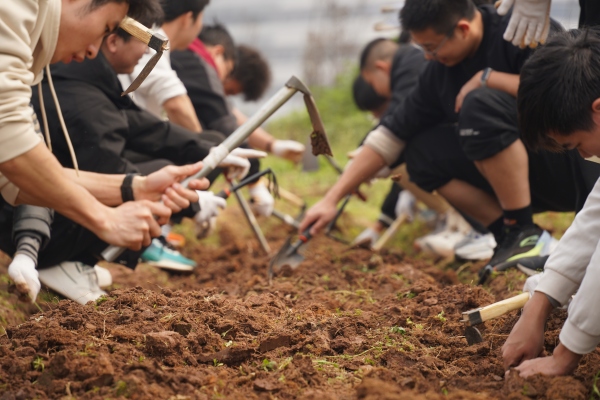 學生們在田間除草、松土。重慶理工大學供圖