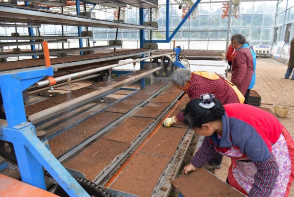 石灘鎮(zhèn)水稻商品化育苗中心的工作人員將撒了種子的育苗盤上架到循環(huán)育秧系統(tǒng)機。楊明麗攝