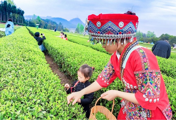 游客在采摘春茶。姚華勝攝