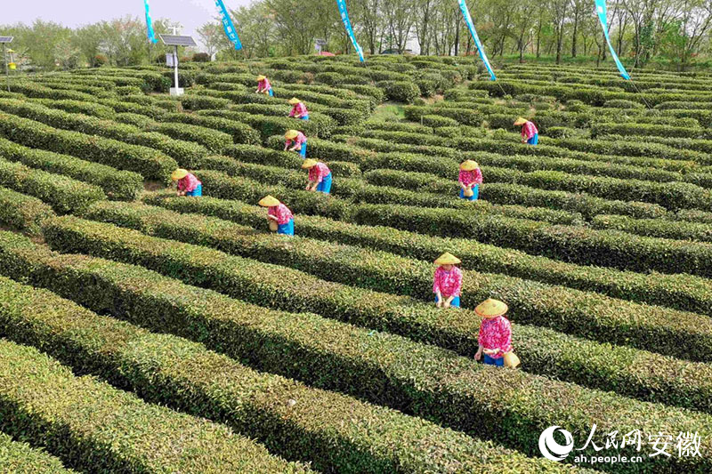 徽茶開采。人民網(wǎng)記者 陳若天攝