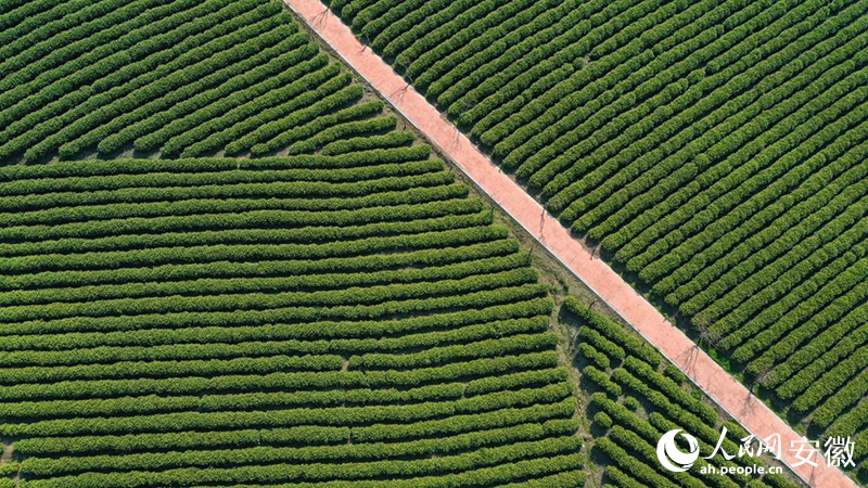 3月下旬，俯瞰郎溪白茶種植園。人民網(wǎng)記者 張俊攝