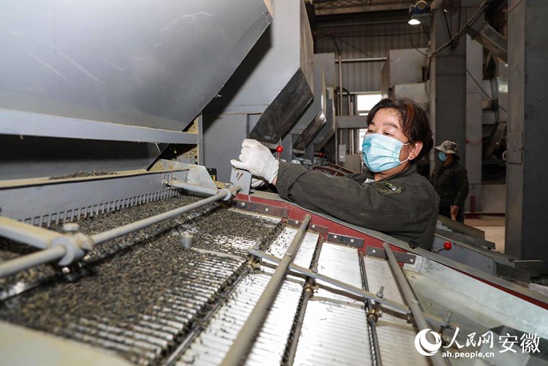 安徽金寨，工人加工出口的夏秋茶。人民網(wǎng)記者 張俊攝