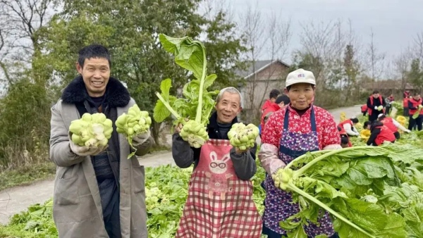青菜頭豐收。涪陵區(qū)融媒體中心供圖