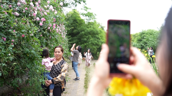薔薇綻放，市民共赴“花事之約”。大足臺(tái)供圖