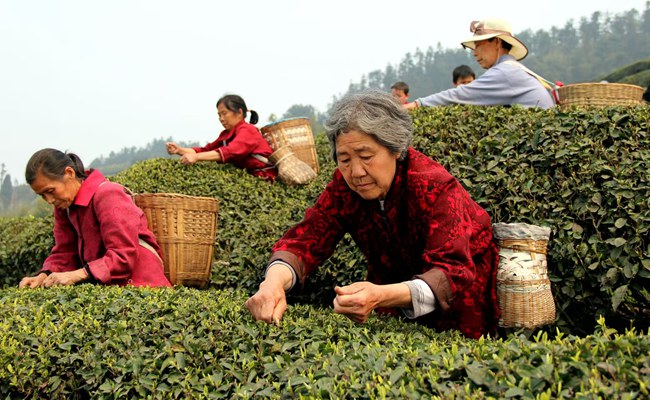 村民采摘茶葉。江津區(qū)委宣傳部供圖