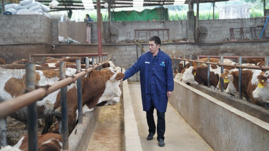 張林蔥巡查牛舍。受訪者供圖