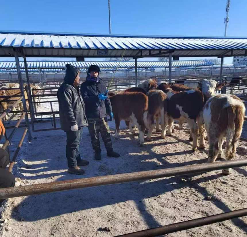 張林蔥北上挑牛。受訪者供圖