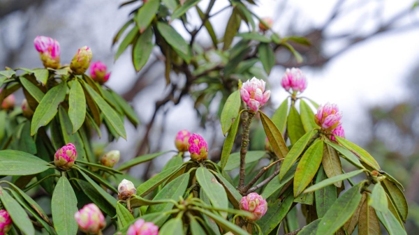 花開金佛山。金佛山景區(qū)供圖