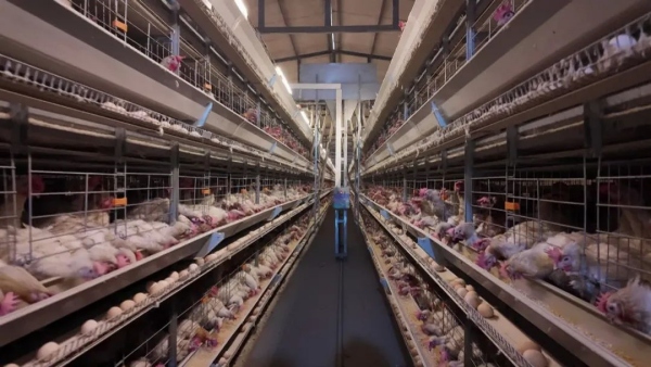 蛋雞養(yǎng)殖基地。夏一文攝