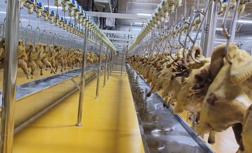 煮熟的雞肉進(jìn)行攤涼處理。受訪(fǎng)者供圖