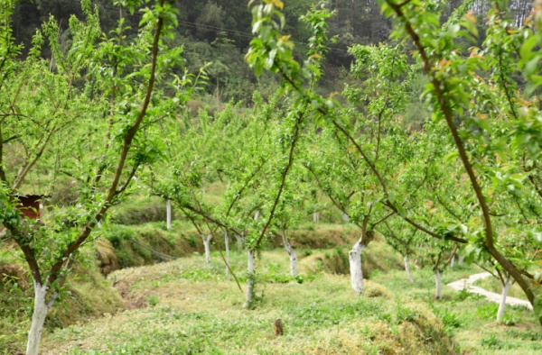 郭扶鎮(zhèn)龍泉村果蔬種植基地。唐斌皓 攝