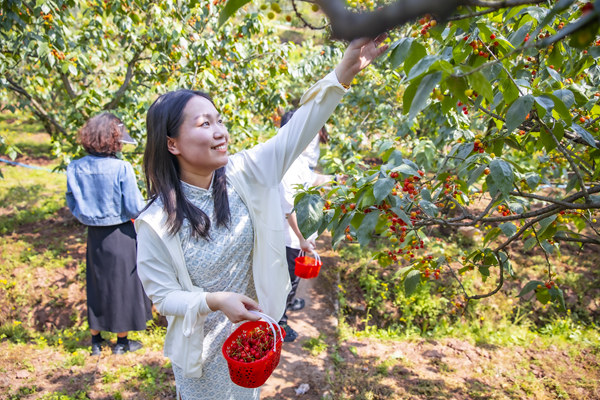 游客采摘櫻桃。魚洞街道供圖