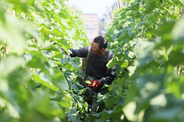村民采摘黃瓜。袁啟芳攝