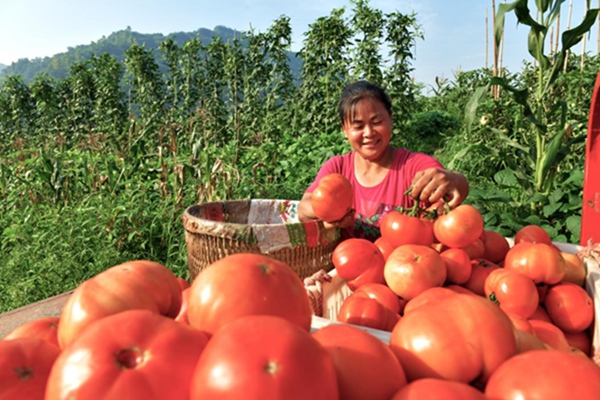 番茄豐收。蓮花街道供圖