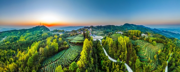 永川茶山竹海國家森林公園。永川區(qū)委宣傳部供圖