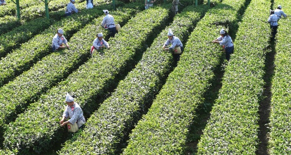 巧手翻飛采茶忙。陳仕川攝