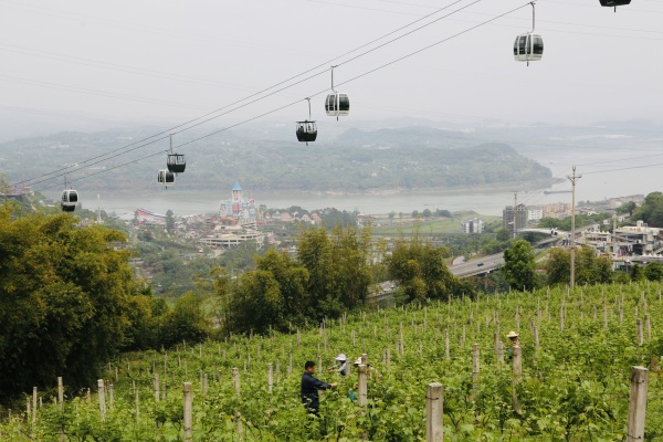 村民對葡萄樹進(jìn)行掐尖、扣枝。景區(qū)供圖