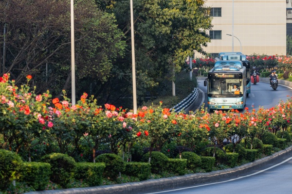 月季為城市增添了一抹靚麗的色彩。羅云希攝