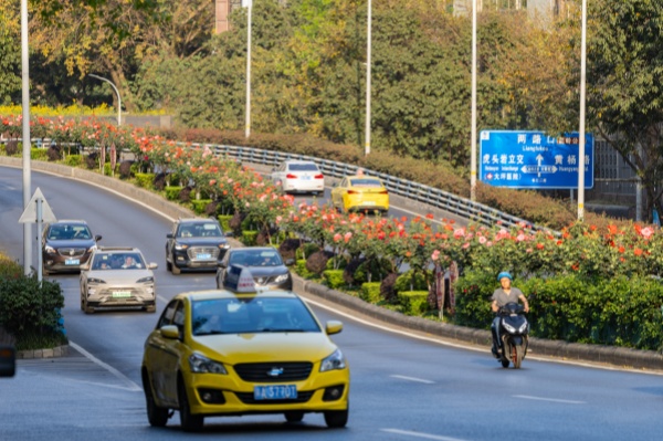 多彩月季繪就城市春日美景。羅云希攝