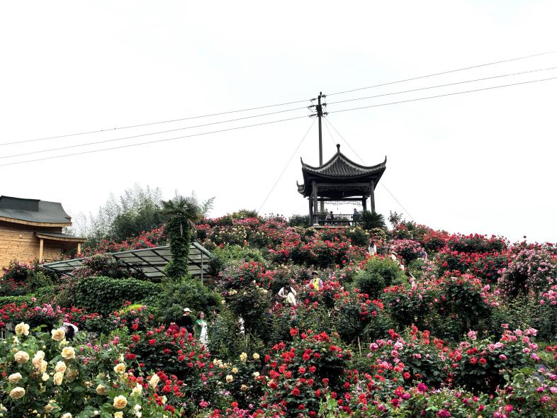 玫瑰盛放，美不勝收。徐雯瑄攝